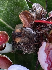 Botrytis