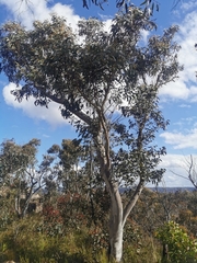 Eucalyptus polyanthemos