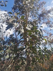 Eucalyptus polyanthemos