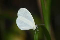 Leucidia elvina