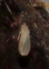 Korscheltellus gracilis