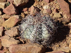 Echinocactus horizonthalonius