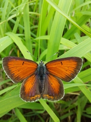 Lycaena hippothoe