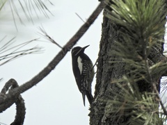 Sphyrapicus thyroideus
