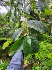 Neolamarckia cadamba