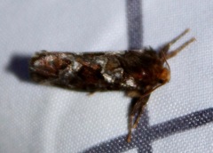 Korscheltellus gracilis