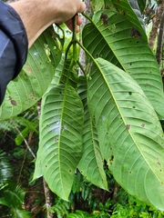 Neolamarckia cadamba