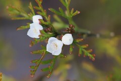Cyanothamnus bipinnatus
