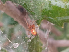 Anelosimus studiosus