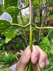 Neolamarckia cadamba