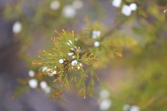Cyanothamnus bipinnatus