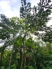 Neolamarckia cadamba