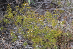 Cyanothamnus bipinnatus