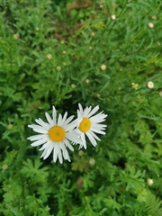 Leucanthemum vulgare