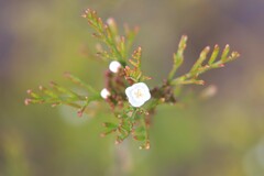 Cyanothamnus bipinnatus