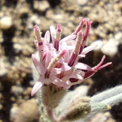 Palafoxia arida arida