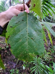 Cordia sulcata