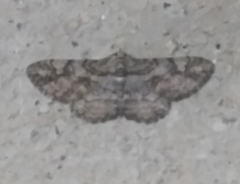 Iridopsis larvaria