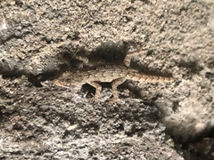 Mediodactylus kotschyi