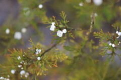 Cyanothamnus bipinnatus