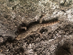 Mediodactylus kotschyi