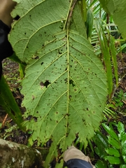 Cordia sulcata