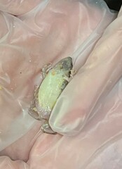 Microhyla mukhlesuri