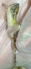 Microhyla mukhlesuri