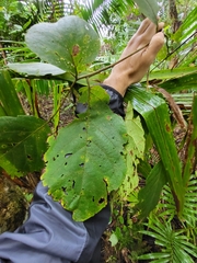 Cordia sulcata