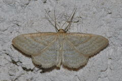 Idaea macilentaria