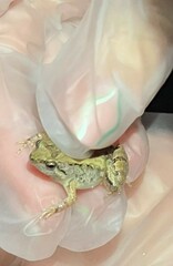 Microhyla mukhlesuri