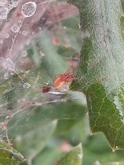 Anelosimus studiosus