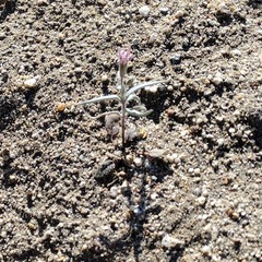 Palafoxia arida arida