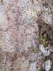 Cordia sulcata