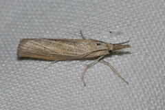 Pediasia luteella