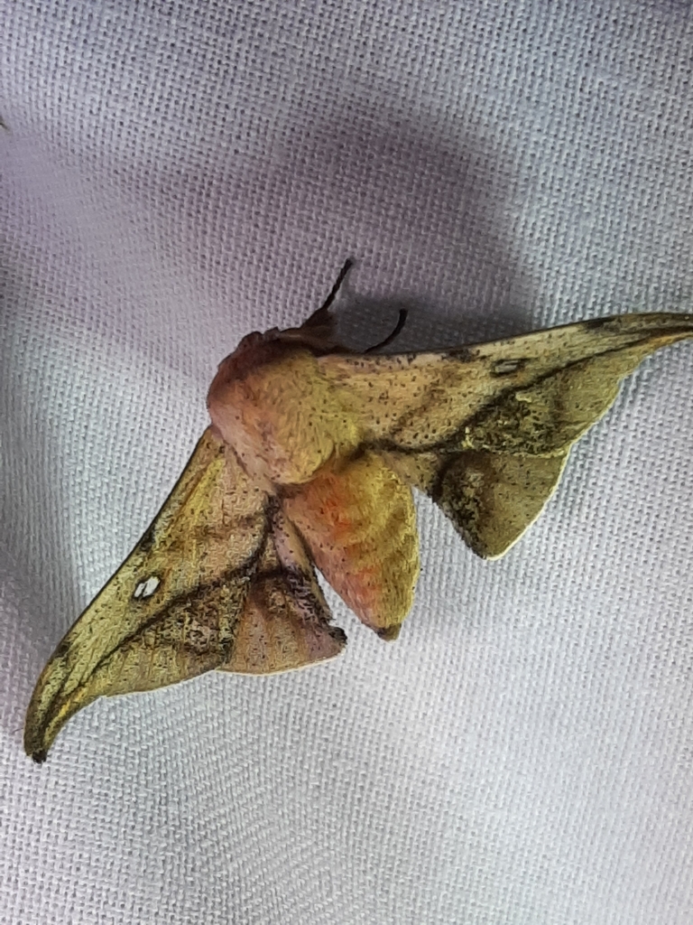 Gonogramma veigli