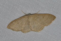 Idaea straminata