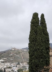 Cupressus sempervirens
