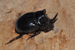 Copris lunaris
