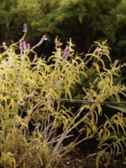 Salvia leucantha
