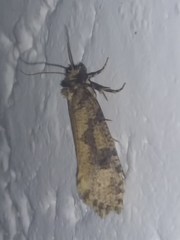 Amydria effrenatella