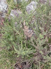 Suaeda maritima