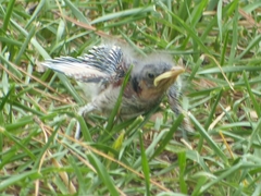 Mimus polyglottos