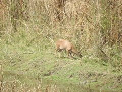 Axis porcinus porcinus