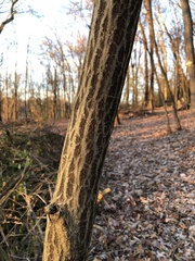 Phellodendron amurense