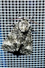 Acronicta megacephala