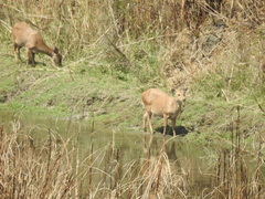Axis porcinus porcinus
