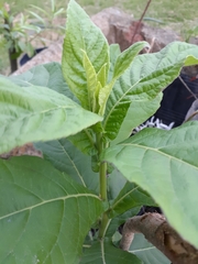 Verbesina subcordata