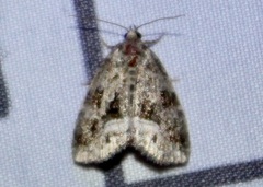 Protodeltote muscosula