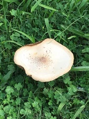 Agaricaceae